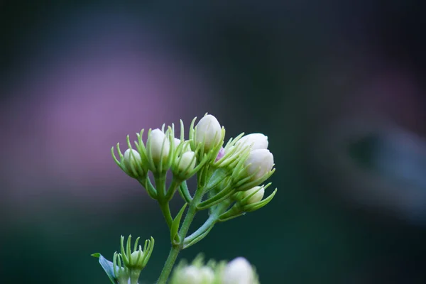 Eine Blume Manchmal Als Blüte Oder Blüte Bekannt Ist Die — Stockfoto