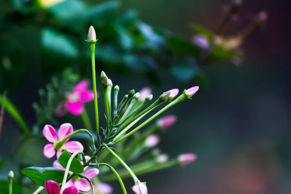 Uma Flor Vezes Conhecida Como Flor Flor Estrutura Reprodutiva Encontrada — Fotografia de Stock