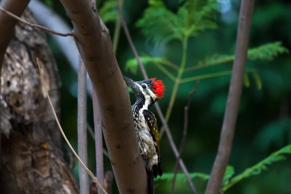 Дятлы Являются Частью Семейства Picidae Которое Включает Себя Piculets Wrynecks — стоковое фото