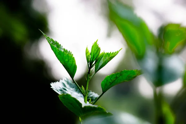 Une Feuille Est Appendice Latéral Principal Tige Plante Vasculaire Habituellement — Photo