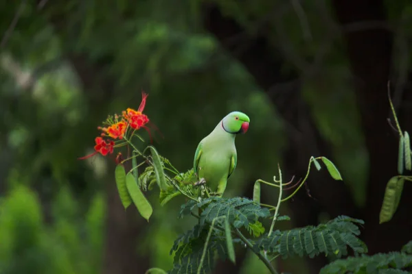 Parakeet Any One Many Small Medium Sized Species Parrot Multiple — Stock Photo, Image