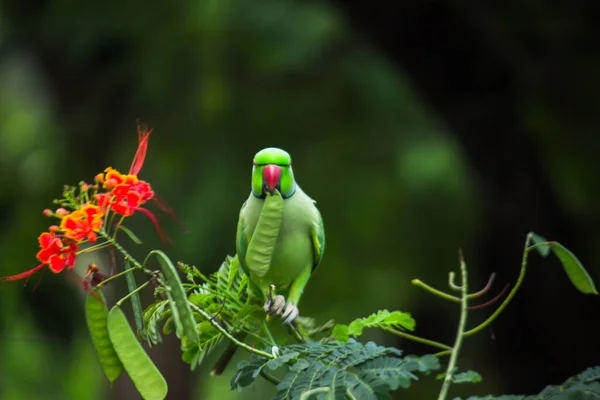 Parakeet 크기의 앵무새 일반적으로 꼬리깃을 가지고 가끔씩 발견되는 가시들은 라켓이라고 — 스톡 사진