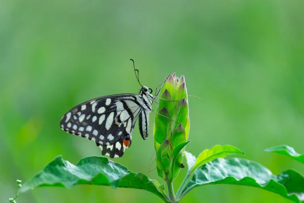 Papilio Demoleus Uma Borboleta Rabo Andorinha Comum Generalizada Borboleta Também — Fotografia de Stock