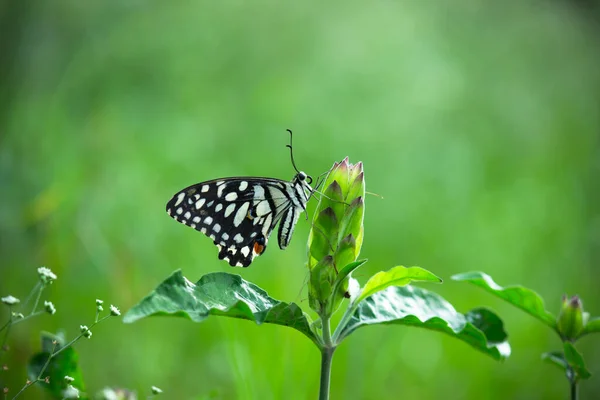 Papilio Demoleus Yaygın Yaygın Bir Kırlangıç Kelebeğidir Kelebek Ayrıca Limon — Stok fotoğraf