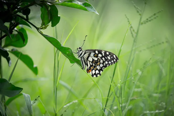 パフィリオ ドゥローレウスは広く普及しているツバメテールの蝶である この蝶はライム蝶 レモン蝶 ライムスワローテール チェックされたスワローテールとしても知られています これらの一般的な名前は 彼らのホスト植物 — ストック写真
