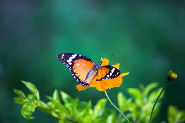 Danaus chrysippus, ya da bilinen adıyla sade kaplan, Afrika kraliçesi, Danainae, Asya 'da yaygın olarak görülen bir kelebek türüdür..