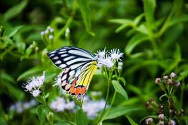  Yaprak, damarsal bitki sapının temel yan uzantısıdır ve genellikle yerin üstünde bulunur ve fotosentez için özelleşmiştir. Yapraklar, gövde, çiçek ve meyve birlikte çekim sistemini oluşturur.. 