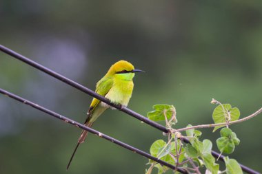 Bir yeşil arı yiyici kabloya tünemiş ve yumuşak bulanık bir arka planda başka tarafa bakıyor..  