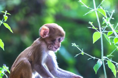  Rhesus macaque maymunu, kırmızı yüzlü ve arkası olan kahverengi primatlar ya da Macaca ya da Mullata olarak da bilinir.