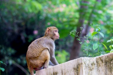  Rhesus makağı maymunu, kırmızı yüzlü ve arkası olan kahverengi primatlar ya da Macaca ya da Mullata olarak da bilinir.