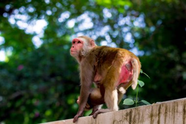  Rhesus makağı maymunu, kırmızı yüzlü ve arkası olan kahverengi primatlar ya da Macaca ya da Mullata olarak da bilinir.