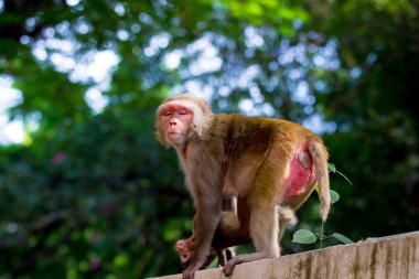  Rhesus makağı maymunu, kırmızı yüzlü ve arkası olan kahverengi primatlar ya da Macaca ya da Mullata olarak da bilinir.
