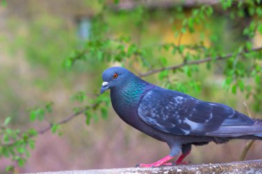  posta güvercini, yarış güvercini ya da posta güvercini Latin columba livia domestica uzun uçuşuna ara veriyor ve İtalya 'da baharda yüksek bir balkon duvarından besleniyor.