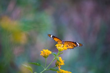 Sade Kaplan (Danaus chrysippus) kelebeklerinin çiçek bitkilerinin üzerinde dinlendiği, geniş kanatları olan, yumuşak, yeşil, bulanık bir arka planla yakın plan.