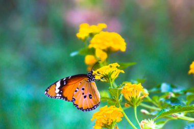 Danaus chrysippus, ya da bilinen adıyla sade kaplan, Afrika kraliçesi, Danainae, Asya 'da yaygın olarak görülen bir kelebek türüdür..
