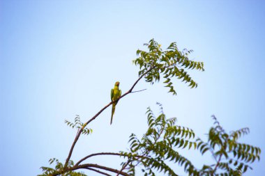 Bir Gül Halkalı Muhabbet kuşu ağacın tepesine tünemiş Arkadaki mavi gökyüzüne karşı 