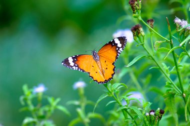 Danaus chrysippus, ya da bilinen adıyla sade kaplan, Afrika kraliçesi, Danainae, Asya 'da yaygın olarak görülen bir kelebek türüdür..