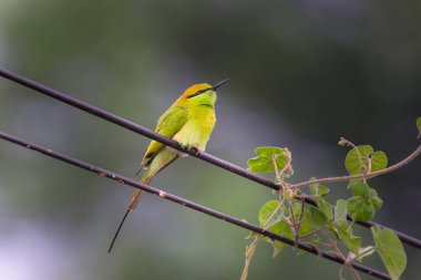 Arı yiyiciler, Meropidae familyasından üç cins ve yirmi yedi türden oluşan bir kuş türü. Türlerin çoğu Afrika ve Asya 'da, birkaç tanesi Güney Avrupa, Avustralya ve Yeni Gine' de bulunur..