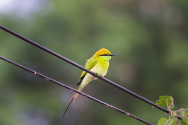 Arı yiyiciler, Meropidae familyasından üç cins ve yirmi yedi türden oluşan bir kuş türü. Türlerin çoğu Afrika ve Asya 'da, birkaç tanesi Güney Avrupa, Avustralya ve Yeni Gine' de bulunur..