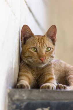 Sarı gözlü ve bıyıklı sevimli kedi portresi, hoş yumuşak, tüylü, düz kulaklı uzun saçlı kedi. Uzayı kopyala, kapat, arkaplan. Tapılası evcil hayvan konsepti.