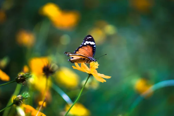 Danaus Chrysippus También Conocido Como Tigre Llano Reina Africana Monarca — Foto de Stock