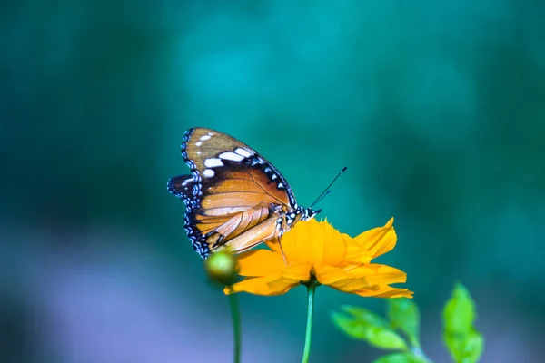 Danaus Chrysippus Також Відомий Звичайний Тигр Африканська Королева Або Африканський — стокове фото