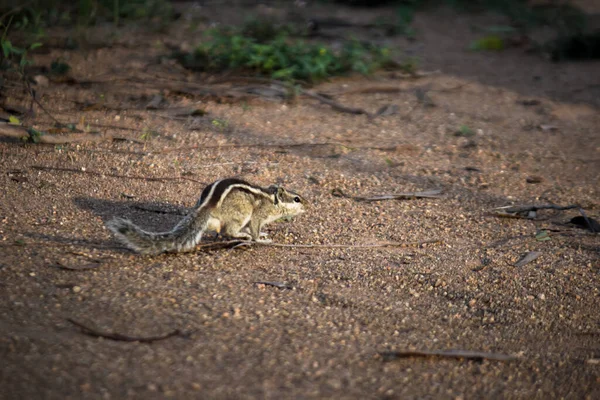 Las Ardillas Son Miembros Familia Sciuridae Incluye Roedores Pequeños Medianos — Foto de Stock