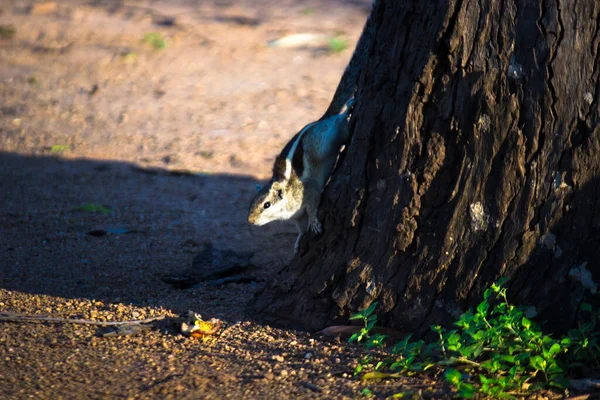다람쥐는 Sciuridae 속하며 작거나 크기의 설치류를 포함한다 다람쥐 땅다람쥐 다람쥐 — 스톡 사진