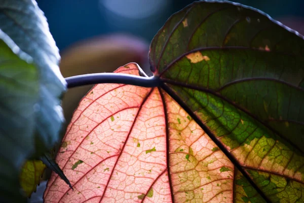 Folhas Que Refletem Luz Natural Sol Durante Dia Fundo Escuro — Fotografia de Stock