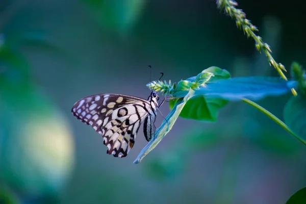 蝶蝶是一种常见的 广泛分布的燕尾蝶 蝴蝶也被称为石灰蝴蝶 柠檬蝴蝶 石灰燕尾蝶和方格燕尾蝶 这些普通的名字是指它们的宿主植物 — 图库照片