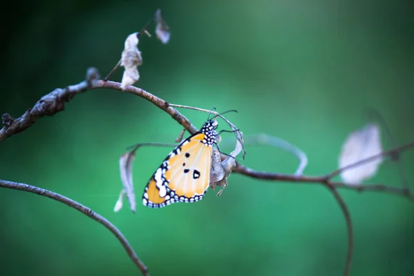 Danaus Chrysippus También Conocido Como Tigre Llano Reina Africana Monarca — Foto de Stock