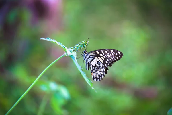 리오데몰 레우스 Papilio Demoleus 흔하고 분포된 호랑나비이다 나비는 호랑나비로 도알려져 — 스톡 사진