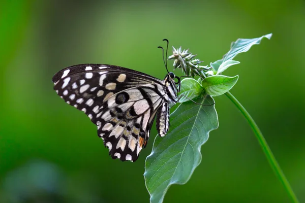 Papilio Demoleus Common Widespread Swallowtail Butterfly Butterfly Also Known Lime — Stock Photo, Image