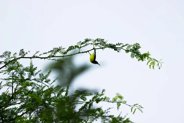 Oiseau Reposant Sur Branche Mince Une Plante Dans Buisson — Photo