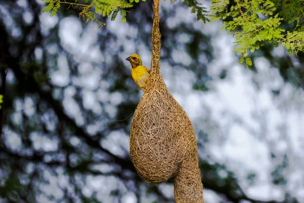 一只黄褐色的麻雀挂在蚁穴上 背景是自然的 — 图库照片