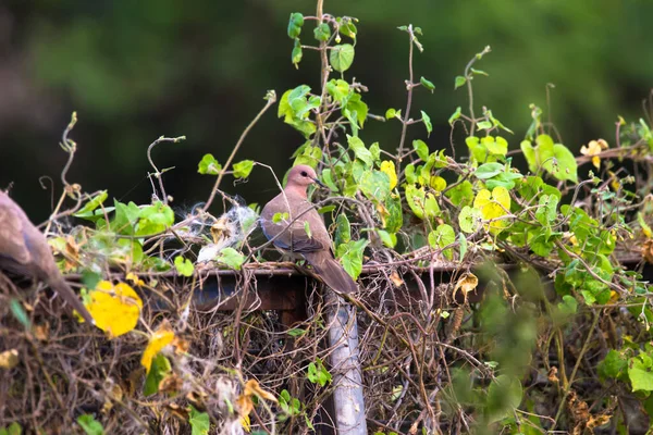 European Turtle Dove Member Bird Family Columbidae Doves Pigeons Breeds — Stock Photo, Image