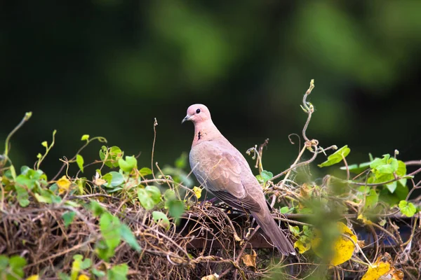 Pomba Tartaruga Europeia Membro Família Columbidae Pombas Pombos Ela Reproduz — Fotografia de Stock