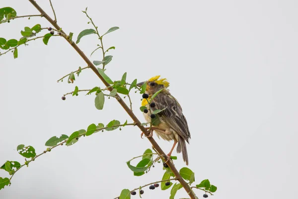 黄褐色麻雀是麻雀科的一种鸟类 这只美洲麻雀最早于1825年由约翰 施洗约翰 斯皮克斯 Johann Baptist Von Spix 分布于南美洲亚马逊盆地的大部分地区 — 图库照片