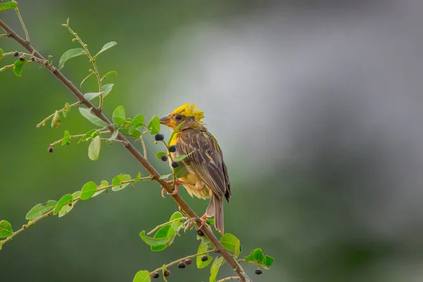 Sarı Kaş Serçesi Passerellidae Familyasından Bir Kuş Türüdür Johann Baptist — Stok fotoğraf