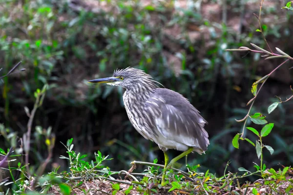 Vijverreigers Zijn Reigers Meestal 4050 Lang Met Een Spanwijdte Van — Stockfoto