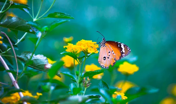 Danaus Chrysippus Известный Простой Тигр Африканская Королева Африканский Монарх Danainae — стоковое фото