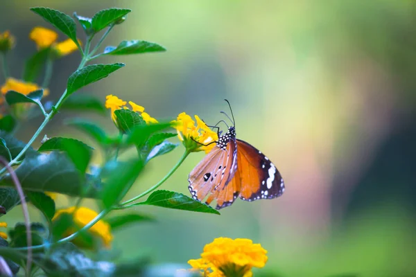 Метелики Родини Яблуневих Danaus Chrysippus Спочивають Квіткових Рослинах Яким Зеленим — стокове фото