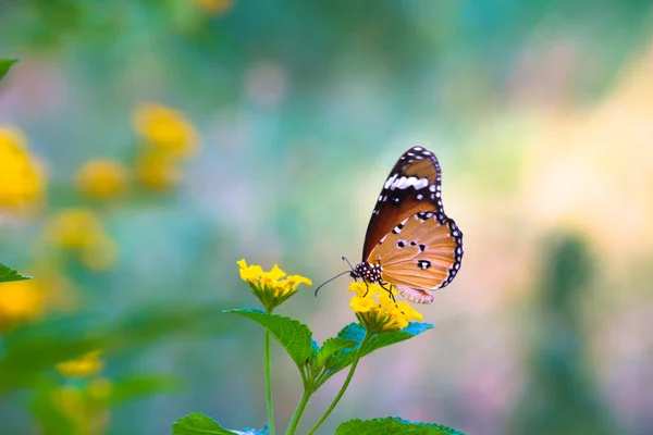 Gros Plan Des Papillons Tigre Des Prairies Danaus Chrysippus Reposant — Photo