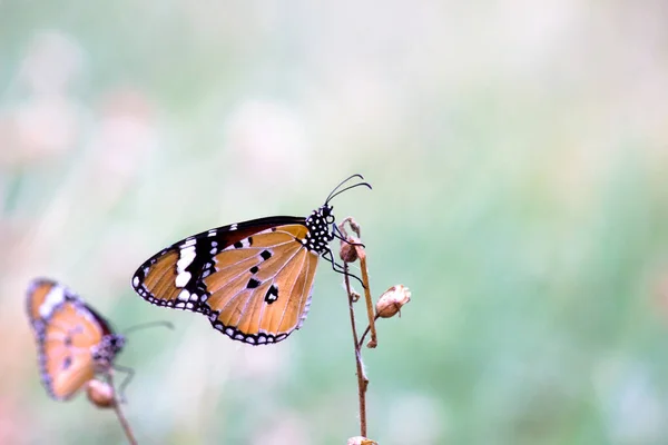 Plain Tiger Danaus Crisálida Borboleta Bebendo Néctar Plantas Flores Naturezas — Fotografia de Stock