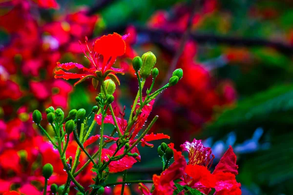 デロニクス属 Delonix Regia マダガスカル原産の豆科Fabaceae Subfamily Caesalpinioideaeの開花植物種です 初夏に シダのような葉や薄紅色の花を咲かせることで知られています — ストック写真