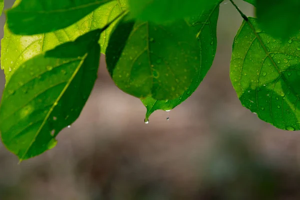 熱帯雨林の葉の植物の茂み 緑の葉 Pholodendonsと熱帯植物の葉 柔らかい背景に熱帯の庭で 緑の斑入りの葉のパターンの自然のフレームの森林の背景 光合成と幹細胞撮影システム — ストック写真