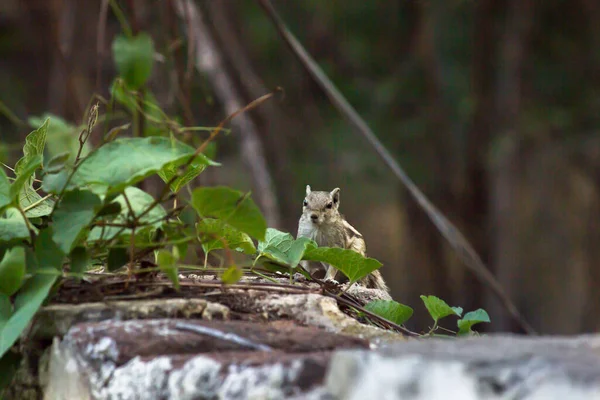 다람쥐는 작거나 크기의 설치류를 포함하는 Sciuridae 일종이다 다람쥐 과에는 다람쥐 — 스톡 사진