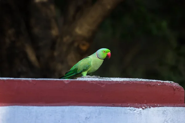 Papuga Jest Jednym Wielu Małych Średnich Gatunków Papugi Wielu Rodzajach — Zdjęcie stockowe