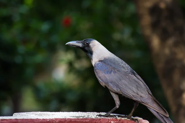 Crow Bird Genus Corvus More Broadly Synonym All Corvus Word — Stock Photo, Image