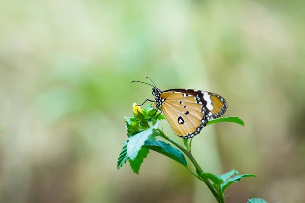 Danaus Chrysippus Also Known Plain Tiger African Queen African Monarch — Stock Photo, Image